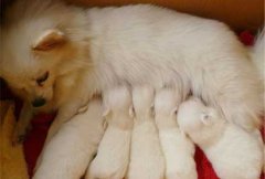 ̩�Ϻ�ʲô�̷ۺã���ͼ��