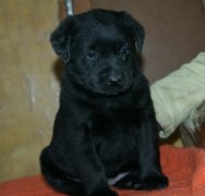 ����������ô��ë����ͼ��