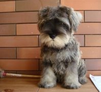 ѩ����ȱ����ô�죨ͼ��