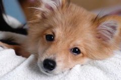 ��α�𹷹��Ƿ񽡿�����ͼ��