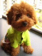 ̩��ëɫ��ǳ��ʲô���µģ���ô���ƣ���ͼ