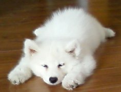 ����ȱ��΢��Ԫ����ô�죿