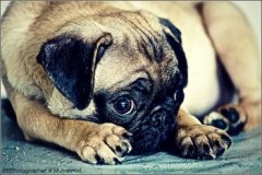 ����������ʲô�ã���ͼ��