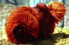 ������ô���ƣ�