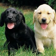 ��������ȱ�Ƶ�֢״��ͼ��