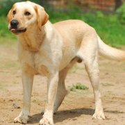 ������β��Ʋ���ȷ��ͼ��