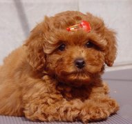 ��̩��Ϊʲô�᳤��ë����ͼ��