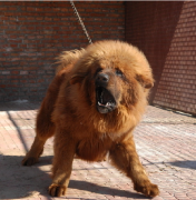 ���᳦θ������ô������