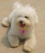 ���ܲ��Ƴ�ʲô�ã�