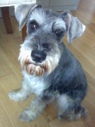 ѩ��������ʲô���ƣ�