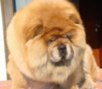 ��ʨȱ����ô�죿