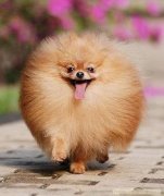 ������ʳ�Ľ��������ͼ��