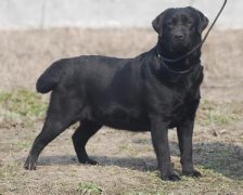 ����������ʳ��ôι����ͼ��