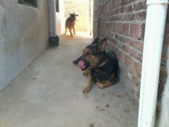 �������ӵ�ë��ô�죿(ͼ��