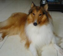 ����ë������ô�죨ͼ��