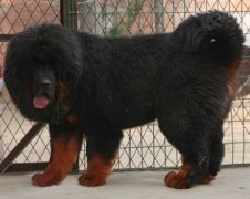 ��θ����Ჹ�ƣ�ͼ��