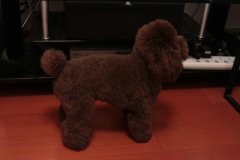 �ɿ���ɫ��̩����ʲô������ë���գ���ͼ��