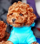 Ϻ���ضԹ�����ë�������𣿣�ͼ��