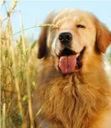 ��ëȱ�Ƶı��֣�ͼ��