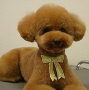 ���Ȯ���Ƴ�ʲô��ͼ��