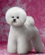 �����ϵ�ë��ô�죨ͼ��