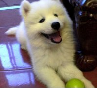 ��Ħë������ô�죿��ͼ��