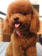 ̩�ϵ�ë��������ô�죿��ͼ��