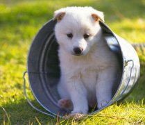 С����ʲôʳ�ﲹ�ƣ�