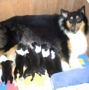 ���������Ѫ����ô�죨ͼ��