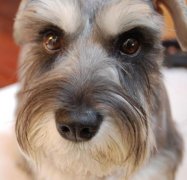 ѩ�����ʲôë���ã���ͼ��