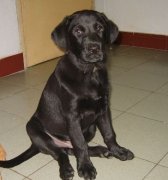 ��������ëɫ������ô�죿��ͼ��