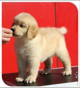 ��ë���ƶ��ٺã�ͼ��