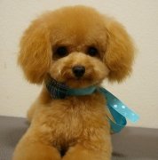 �����ʲô���ƺã�ͼ��