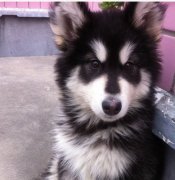 ��θ�����˹�Ӳ��ƣ�ͼ��