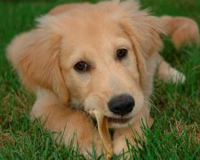 ������ʲô���Բ���?