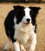 ���������ʲô���ƣ�