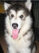 ����˹�������ȷ����