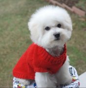 ����ë���ɿ���ô�죿��θ��ƣ���ͼ��