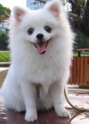 ������ʲôëɫ�ã���ͼ��