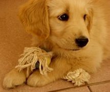 ��ë��ë������ô�죿��ͼ��