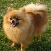 ����ëɫ������ô�죿��ͼ��