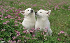 ̩��˫������ô���£�