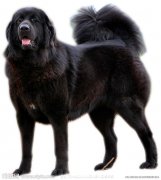 ����ȱ��֢״����Щ��