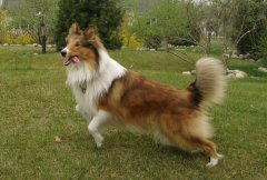 ������ȮҪ��Ҫ���ƣ�