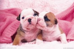 ţͷ����ʲô���ƣ�