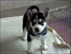 ��ʿ���ʲô��Ƭ�ȽϺã�