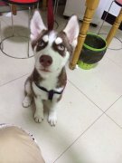 ����ȫ�油��Ӫ��