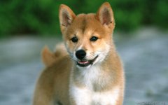 �ļ�ι������ע�������ͼ��