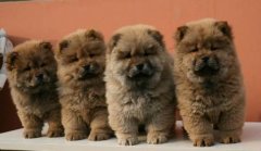 ĸ������ι��ע������(ͼ)