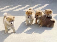 ά���ضԹ��������ã�ͼ��